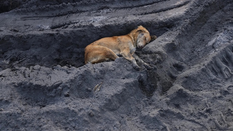 Dog bedded down in ash, Panipat, India
